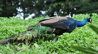 Indian Peafowl