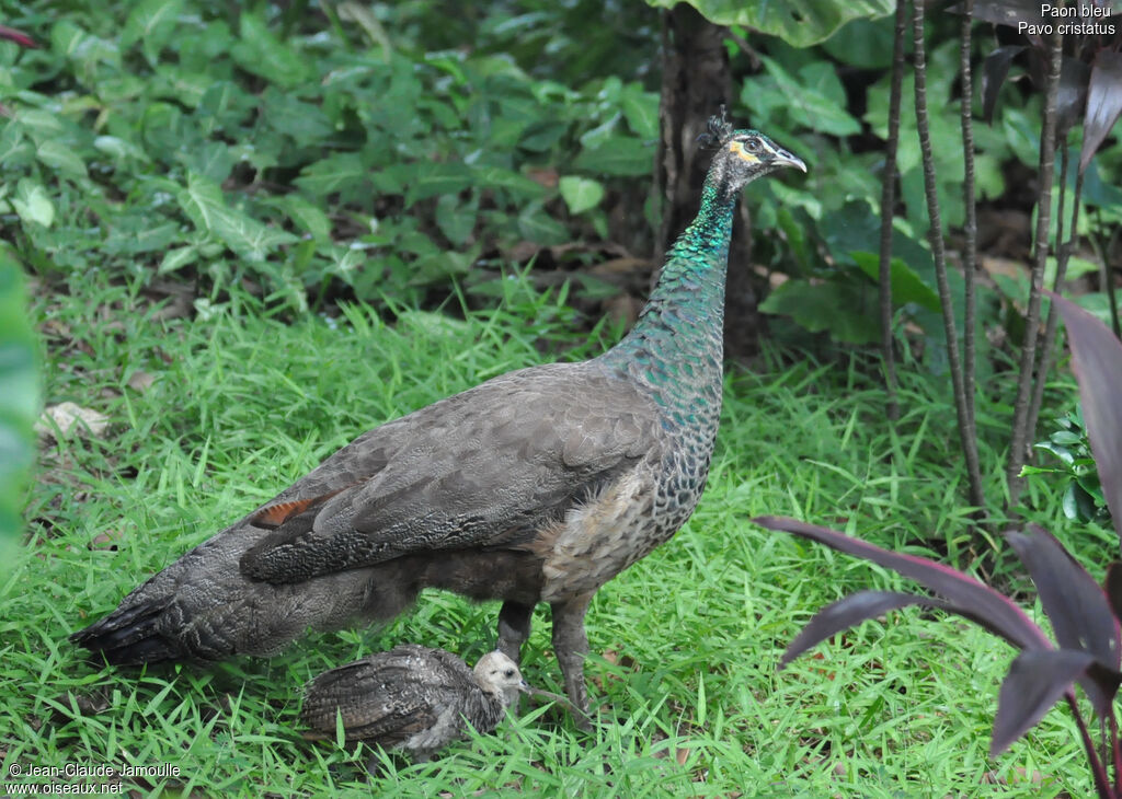 Indian Peafowl female adult, Behaviour