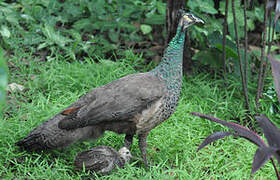 Indian Peafowl