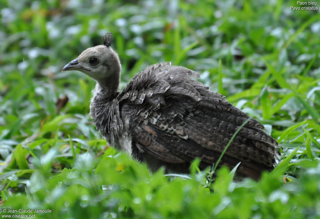 Indian Peafowljuvenile