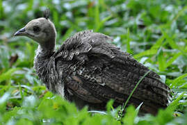 Indian Peafowl