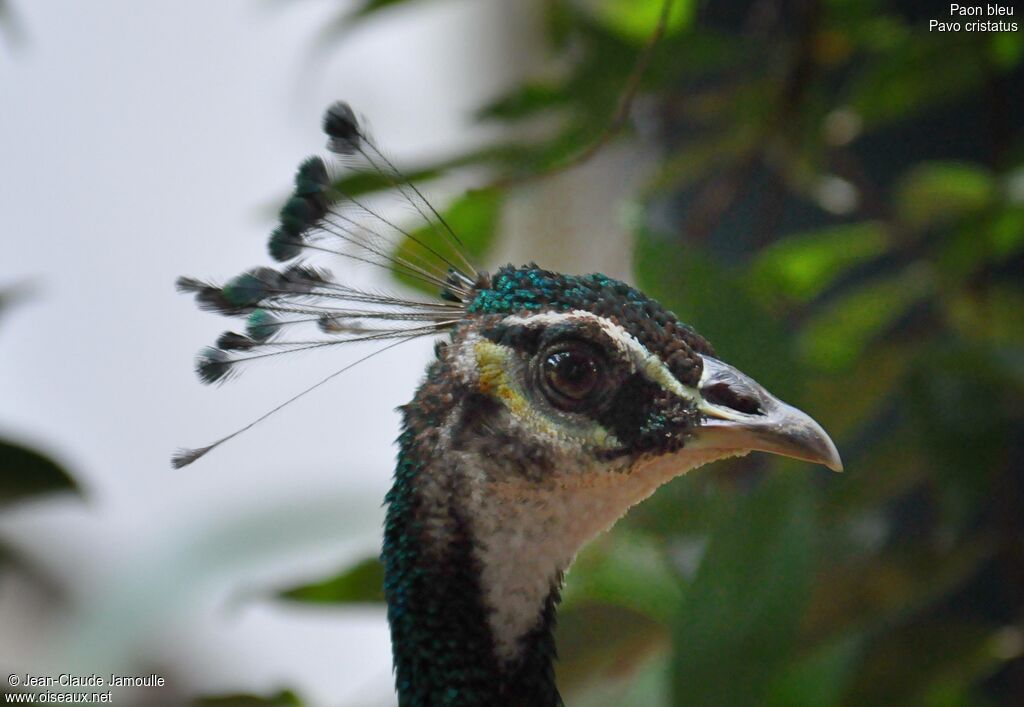 Indian Peafowl female adult