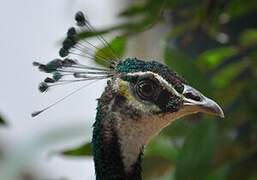 Indian Peafowl