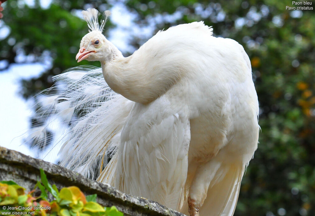 Indian Peafowl, Behaviour