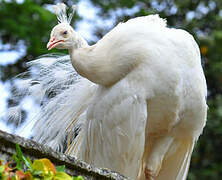 Indian Peafowl