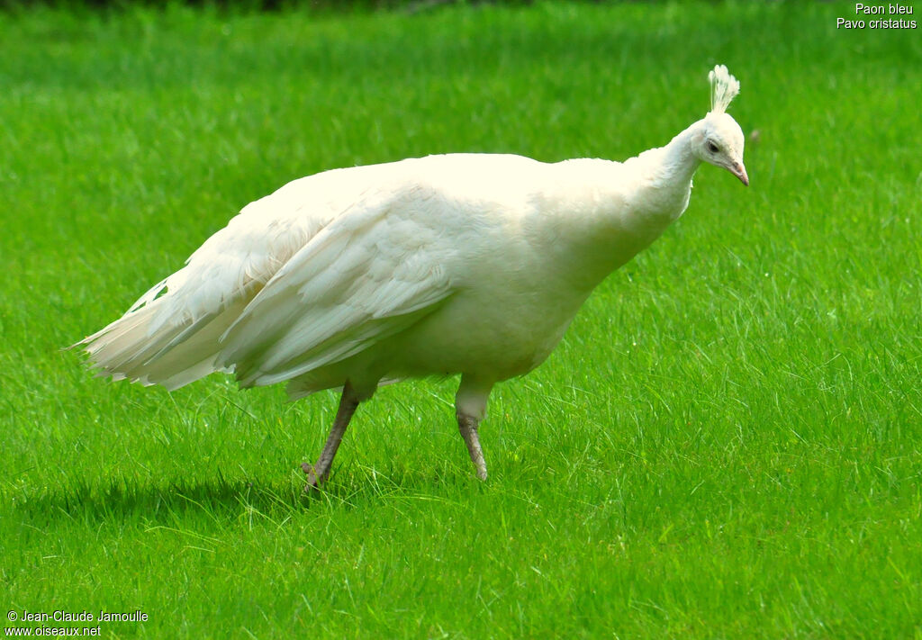 Indian Peafowl, Behaviour