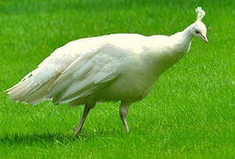 Indian Peafowl