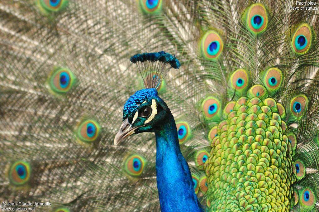 Indian Peafowl male adult, Behaviour