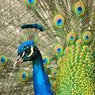 Paon bleu