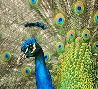 Indian Peafowl