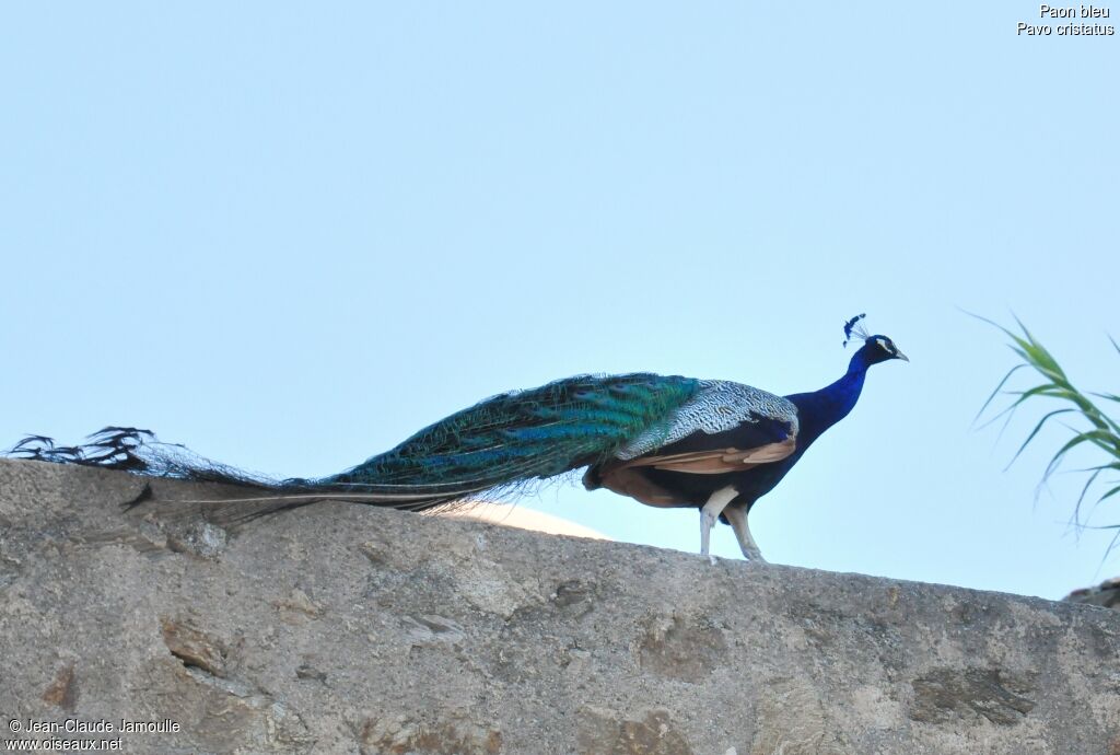 Indian Peafowl male