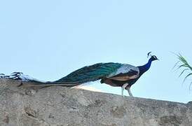 Indian Peafowl