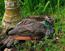 Indian Peafowl