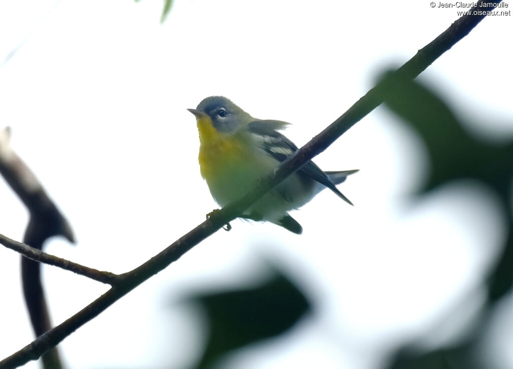 Northern Parula female