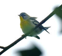 Northern Parula