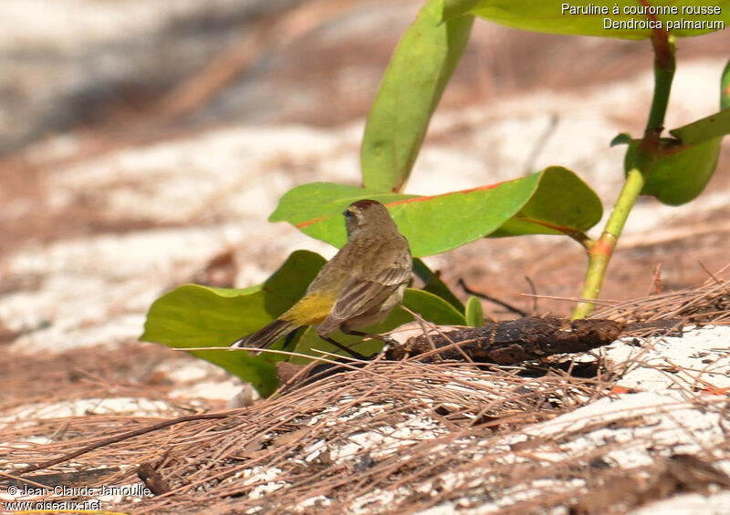 Palm Warbleradult