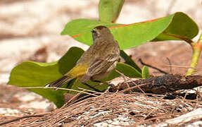 Palm Warbler