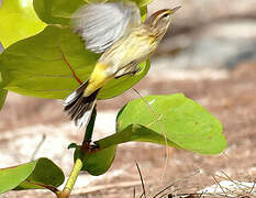 Palm Warbler