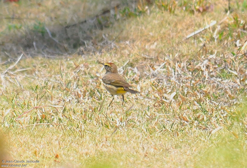 Palm Warbler