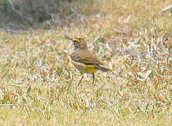 Palm Warbler