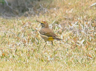 Paruline à couronne rousse