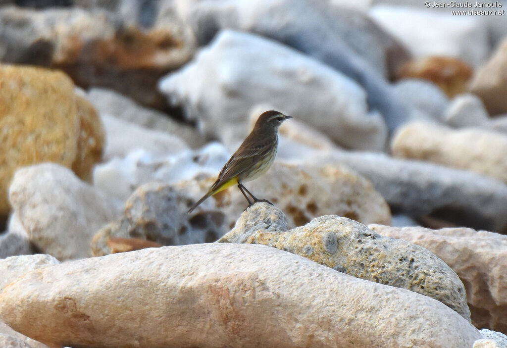 Palm Warbler