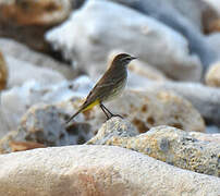 Palm Warbler