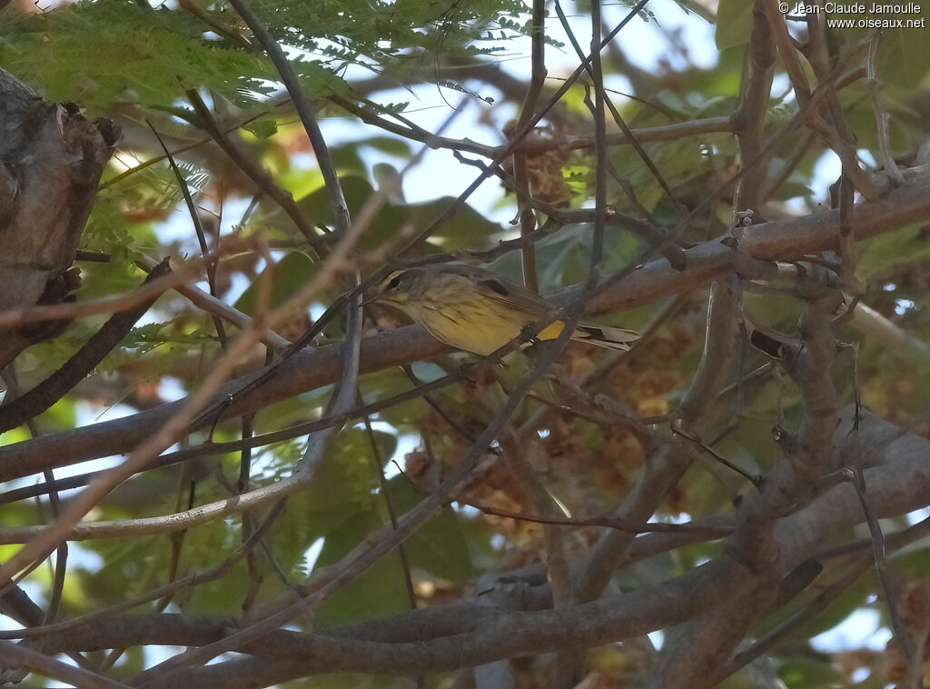 Palm Warbler