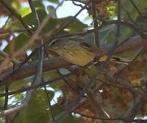 Palm Warbler