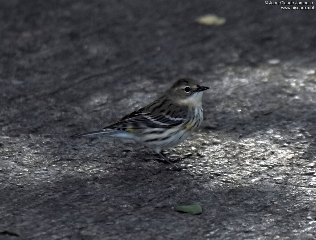 Myrtle Warbler