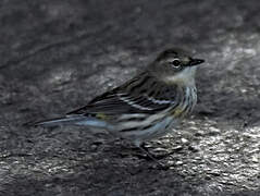 Myrtle Warbler