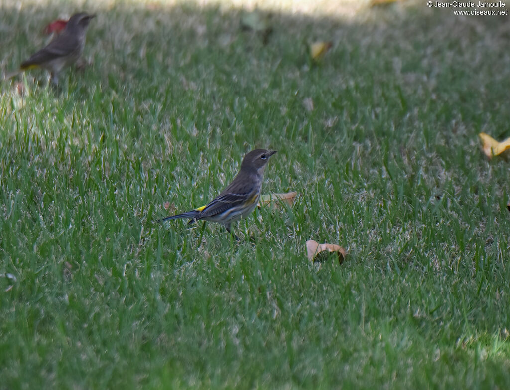 Myrtle Warbler