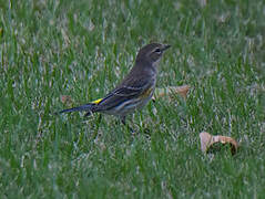 Myrtle Warbler