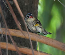 Myrtle Warbler