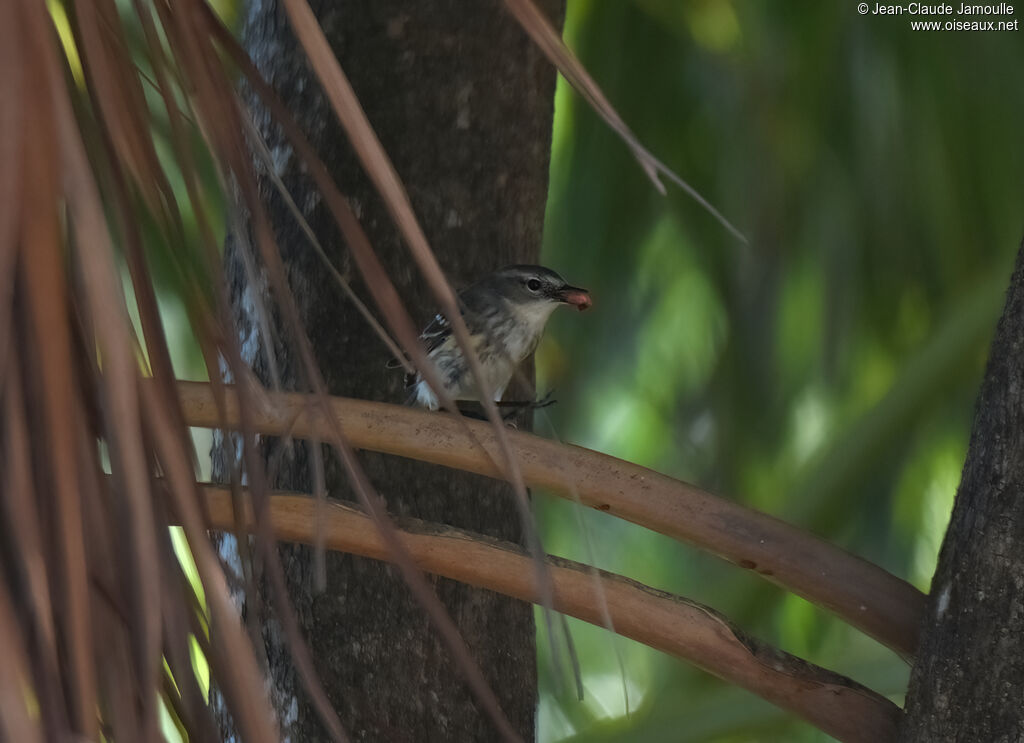 Myrtle Warbleradult, eats