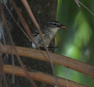 Myrtle Warbler