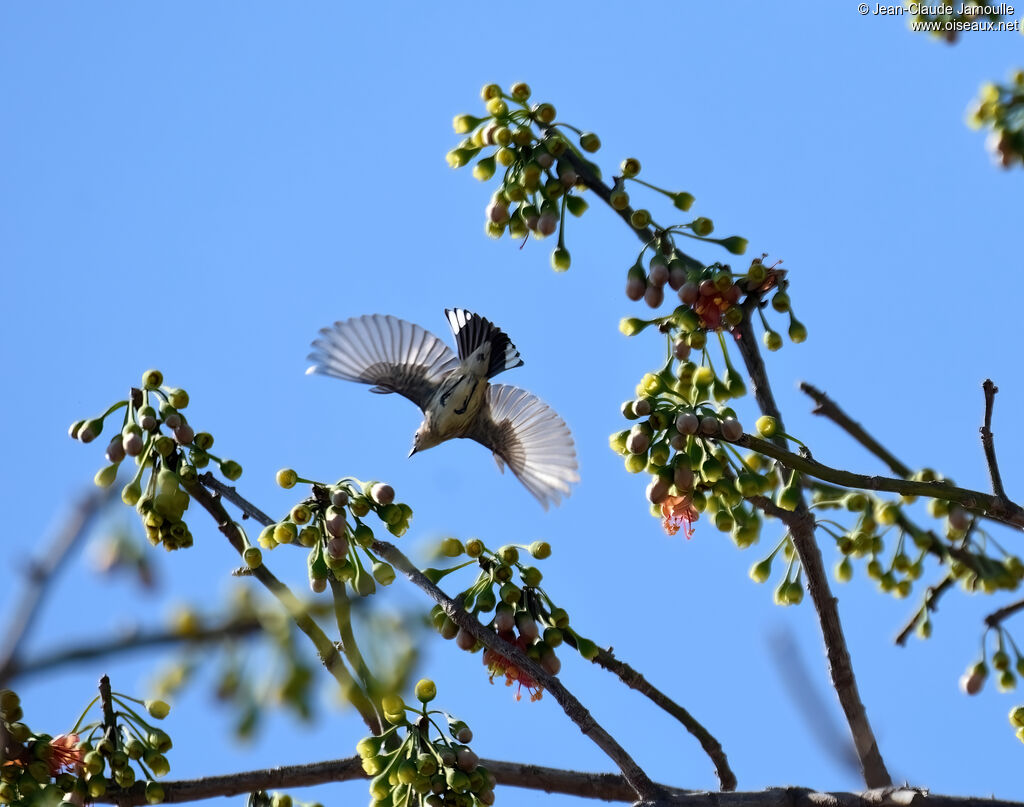 Myrtle Warbleradult, Flight