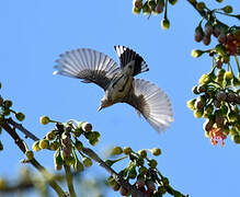 Myrtle Warbler