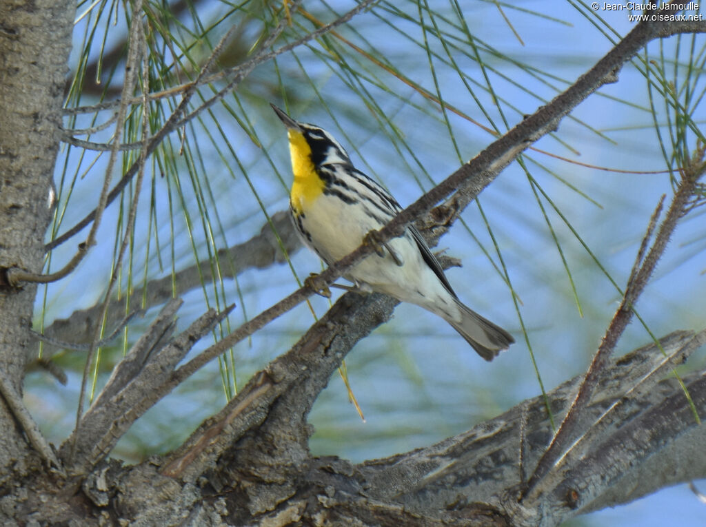 Yellow-throated Warbler