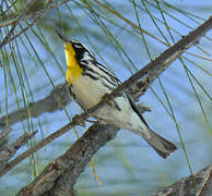 Yellow-throated Warbler