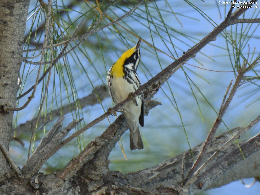 Yellow-throated Warbler