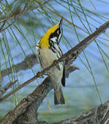 Yellow-throated Warbler