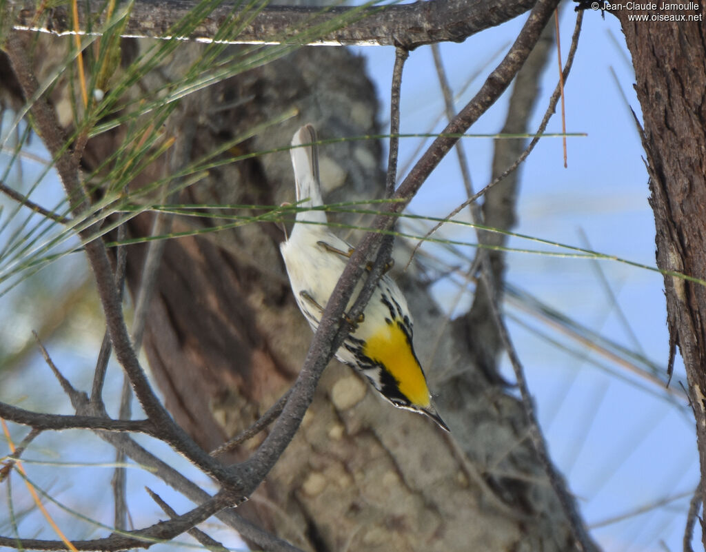 Yellow-throated Warbler