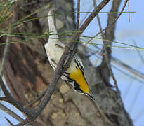 Yellow-throated Warbler