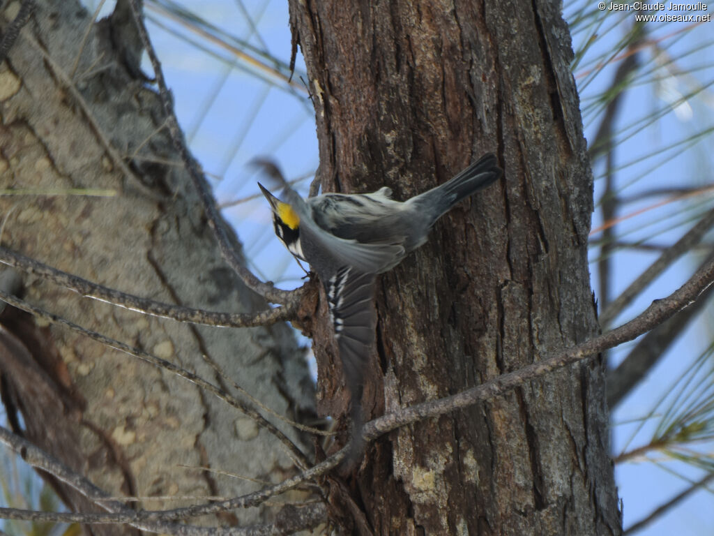 Yellow-throated Warbler