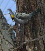 Yellow-throated Warbler