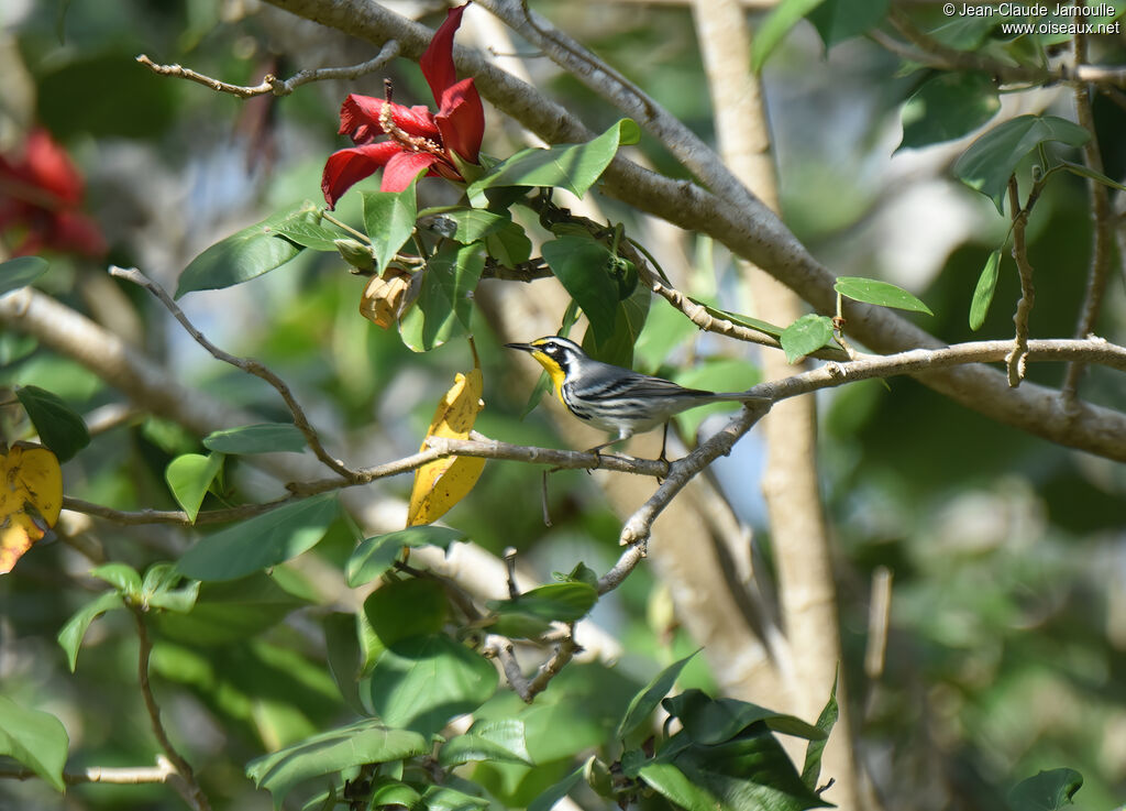 Yellow-throated Warbler