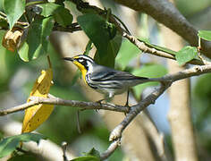 Yellow-throated Warbler