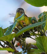 Nashville Warbler