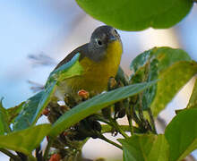 Nashville Warbler